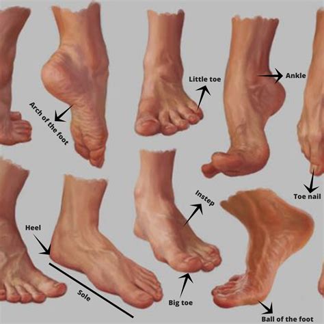 Vocabulary - Foot/Feet | Anatomy for artists, Feet drawing, Anatomy ...