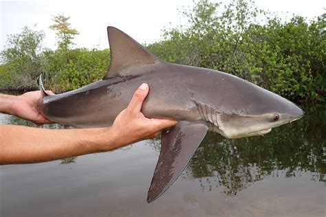 Bull Shark | Mexican Fish.com