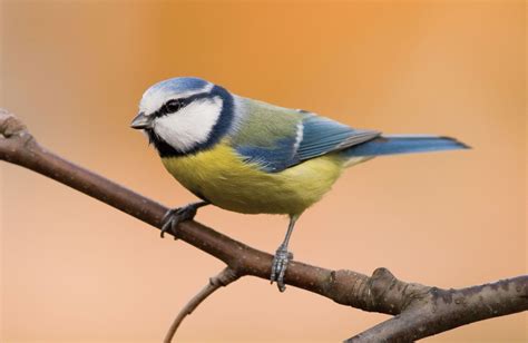 Titmouse | Range & Facts | Britannica