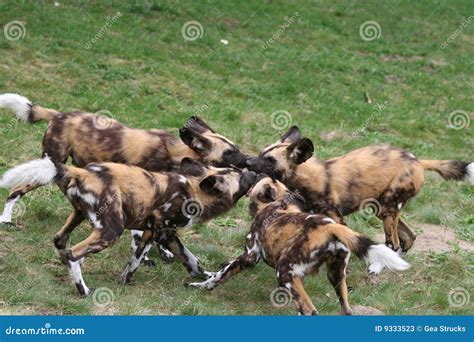 Pack of African Wild-dog Pups Stock Image - Image of african, pack: 9333523