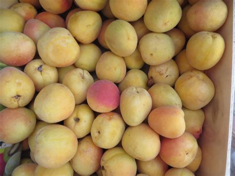 Peaches | Peach, Fruit, Fruits and vegetables