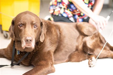 Hiram Animal Hospital in Hiram, GA 30141 - (770) 4...