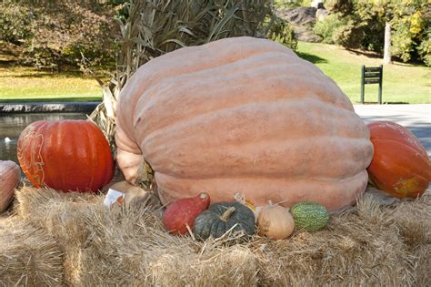 Eleven Giant Pumpkin Fun Facts - Plant Talk