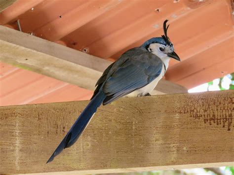 Costa Rica Birds Guide at Melissa Dunphy blog