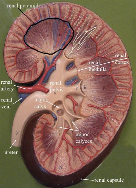 Kidney Model | Het menselijk lichaam, Menselijk lichaam, Geneeskunde