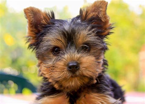 How Long Do Yorkies Live? A Look at Life Expectancy by Gender and More ...