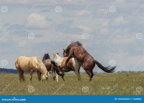 Wild Horses Mating in the Desert Stock Photo - Image of americana ...