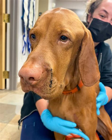 Timber Rattlesnake Bite Dog