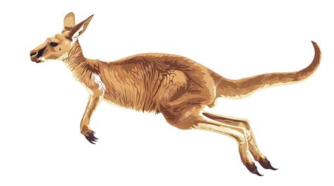 Premium Photo | A kangaroo is a large hopping marsupial native to ...