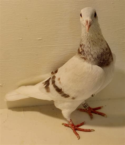 Difference Between Male And Female Pigeon – Beasts Loco