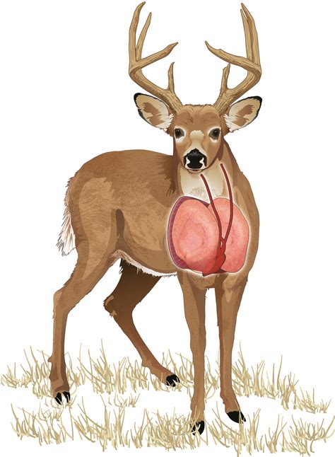 Whitetail Deer Vitals Diagram
