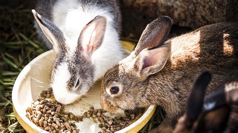 How To Get My Rabbit Eating Again at Lisa Hawke blog