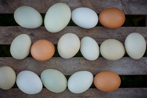 Olive Eggs Multigenerational Olive Eggers – ClutchOfColor