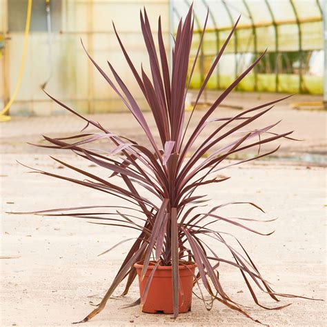 Rote Keulenlilie - Cordyline australis Red Star günstig kaufen