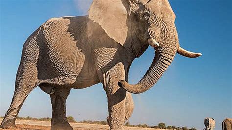 Biggest Animals In The World (With Pictures): Top 10 Largest