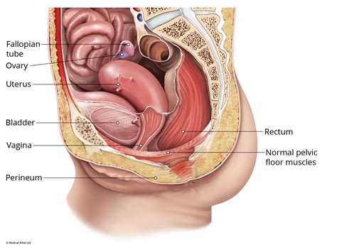 Swollen Perineum Female