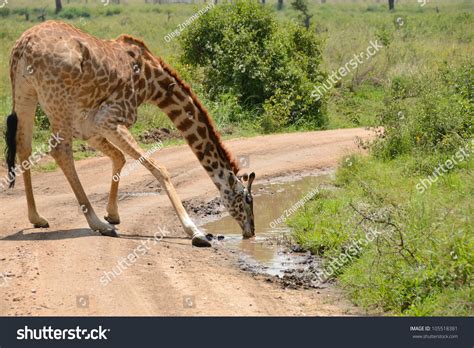 Giraffe Racing