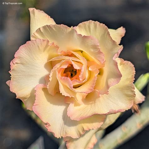 Desert Rose Exclusive Porn Videos