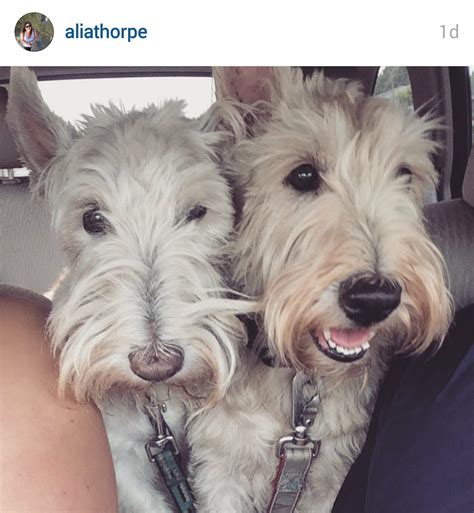 A blog for people who love Scottish Terriers written by a proud rescue ...