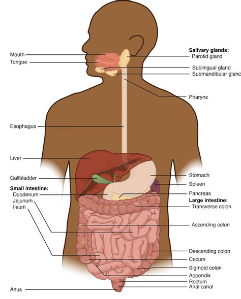 Digestive System Diagram And Functions