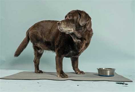 SF Chronicle article on Wag Hotels : r/bayarea