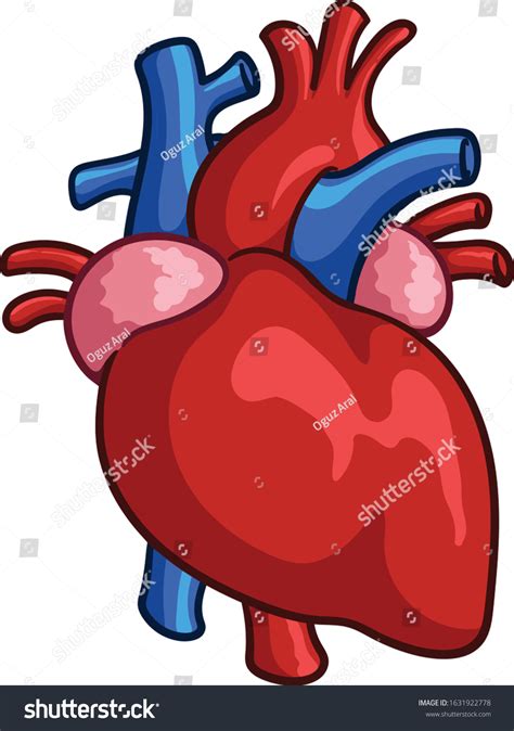 Vector Clip Art Human Heart Stock Vector (Royalty Free) 1631922778