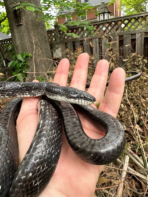 College Park Wild: Snakes in the suburbs: All black snakes are not the ...