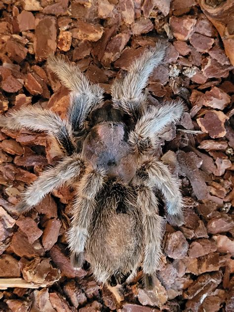 Happy 20th to Rose Haired tarantula, Chester!! : r/tarantulas
