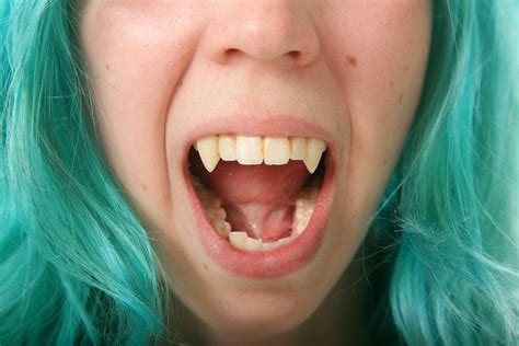 Sink Your Teeth Into These Facts About Fangs | Tufts Now