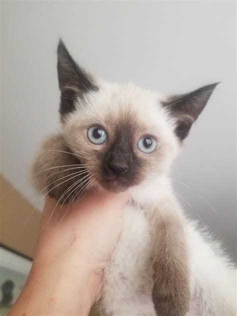 Siamese cat personality and behavior – Artofit