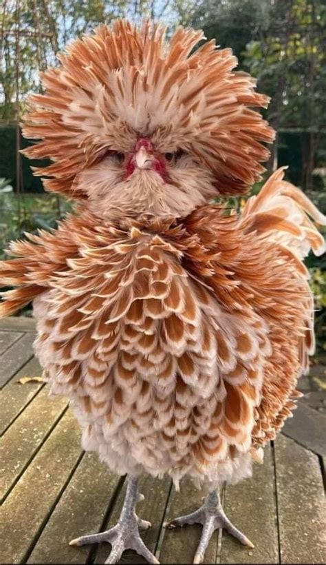 What Are Polish Chickens Like at Jose Norman blog