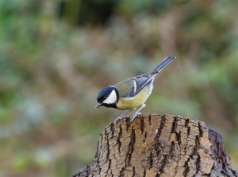Japanese Small Tit Photos, Download The BEST Free Japanese Small Tit ...