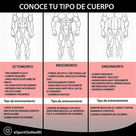Tipos De Cuerpo
