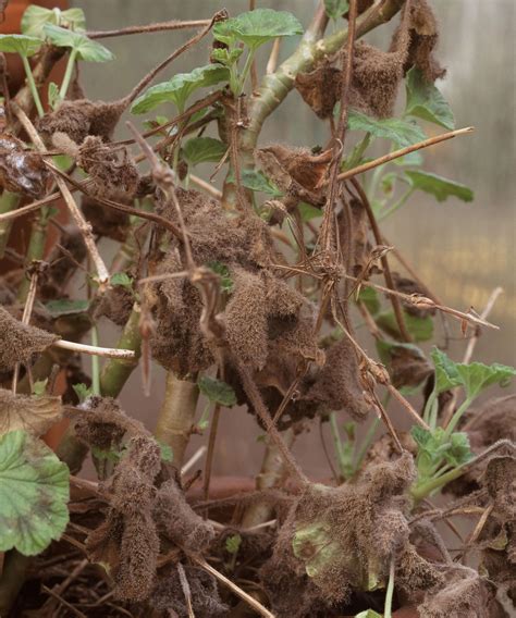 How to overwinter geraniums: expert tips for cold weather | Gardeningetc