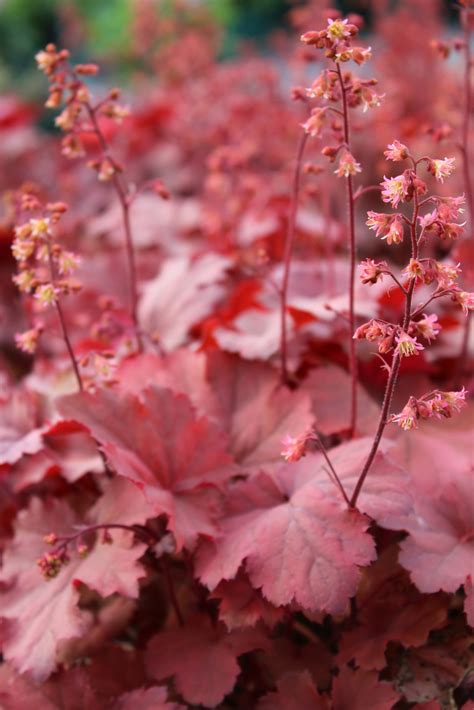 Heuchera micrantha ‚Cherry Cola' ® - Foerster Stauden GmbH