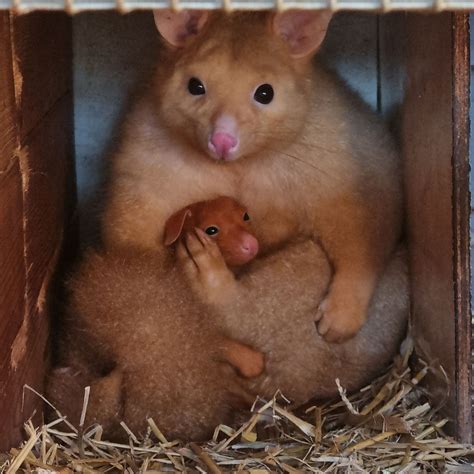 Baby Golden Brushtail Possum