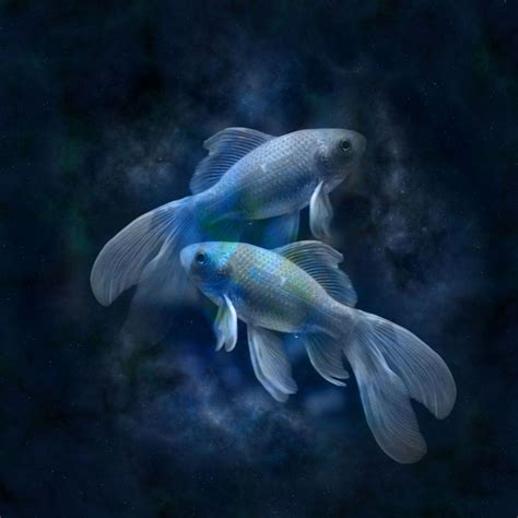 Fish can experience pain, study
