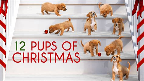 12 Pups Of Christmas | Atlantic Film Finland