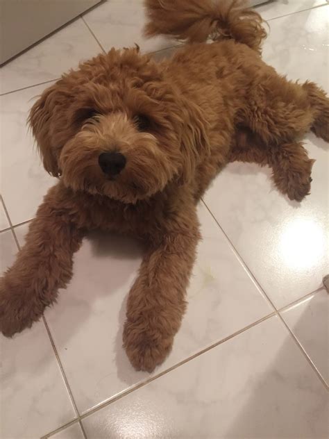 Growing Puppies - Virginia Schnoodle Breeder --Hypoallergenic Dogs ...