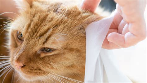 Understanding Cat Ear Mites: Contagion, Care, and Cleaning at Home ...