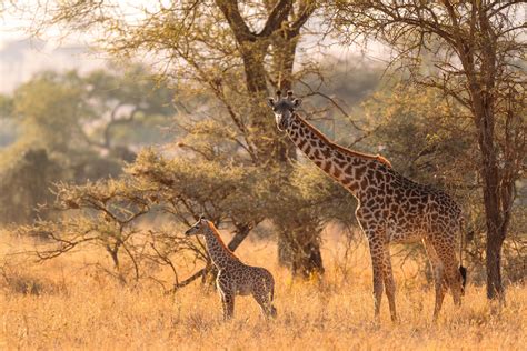 Giraffe guide: species facts, lifespan and habitat - Discover Wildlife