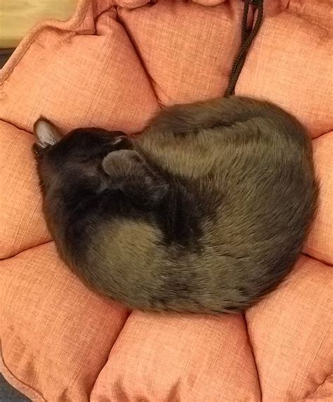 Thanksgiving Visit to Portland - Part One - Everybunny Eats