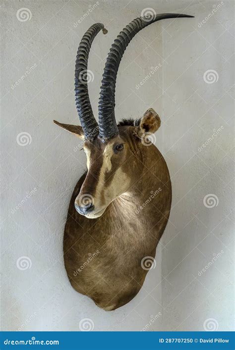 Taxidermy Shoulder Mount of a Zambian Sable Antelope with the Neck ...