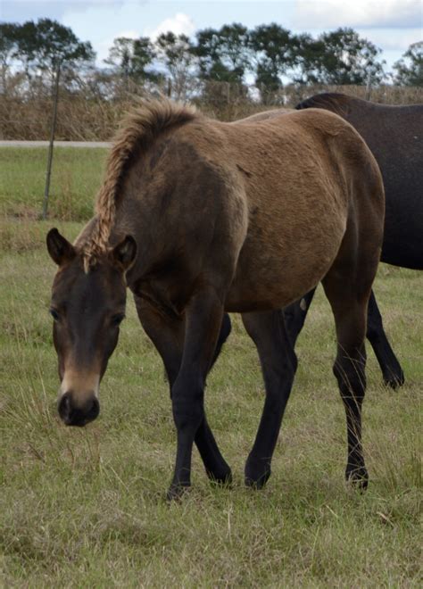 2024 Buckskin Filly Playboys Buck Fever x full sister to Sixes Pick x Paddys Irish Whiskey