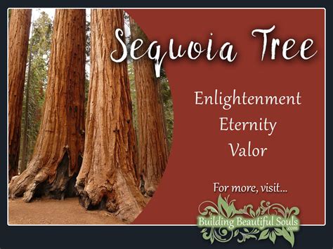 Sequoia Meaning And Pronunciation at Emma Spyer blog