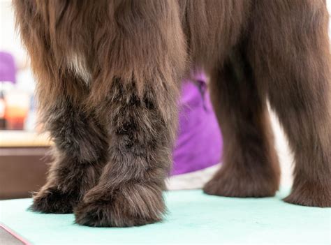 Hair Loss In Dogs From Scratching, Licking or Chewing