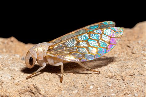 Iridescent insect with intricate wing patterns 52495037 Stock Photo at ...