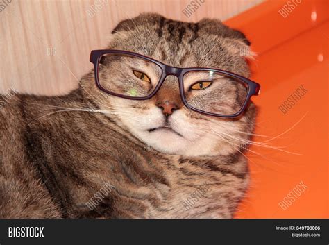 Cats Wearing Glasses