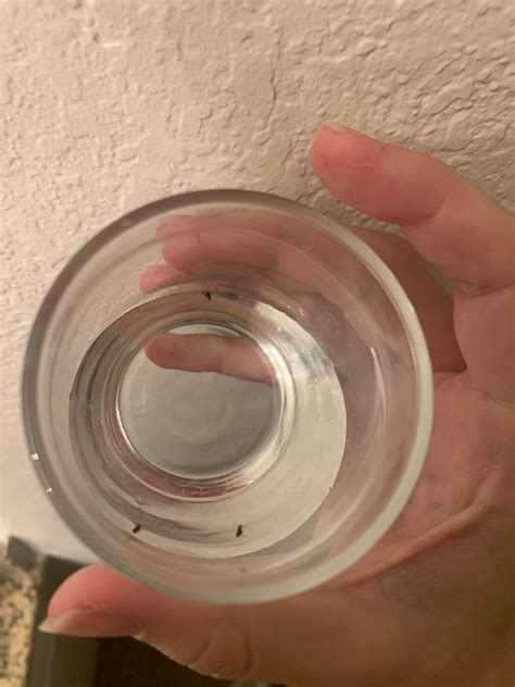 Caught three fleas in my rug last night. I guess getting into software ...