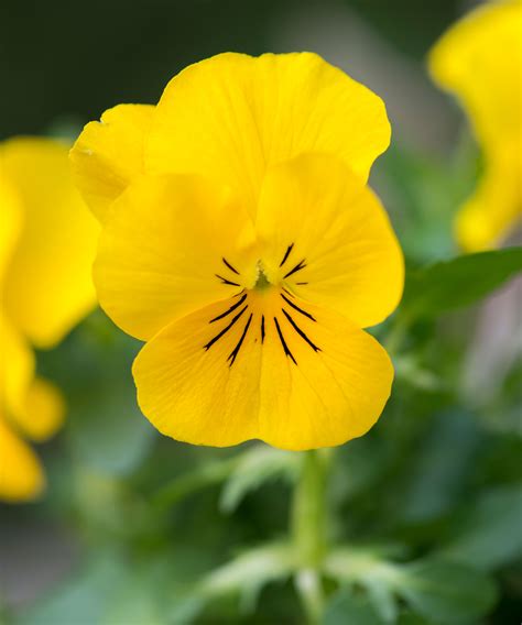 Are Pansies Good For Winter at Seth Darcy-irvine blog